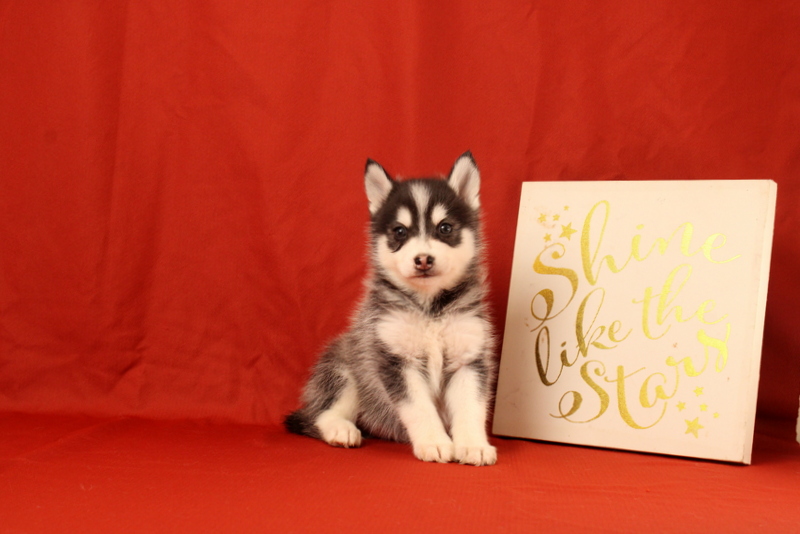 puppy, for, sale, Pomsky, Matthew B. Stoltzfus, dog, breeder, Gap, PA, dog-breeder, puppy-for-sale, forsale, nearby, find, puppyfind, locator, puppylocator, aca